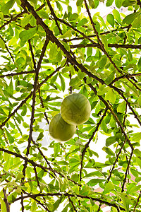 卡勒巴什树美食植物场地绿色收成食物蔬菜水果花园叶子高清图片