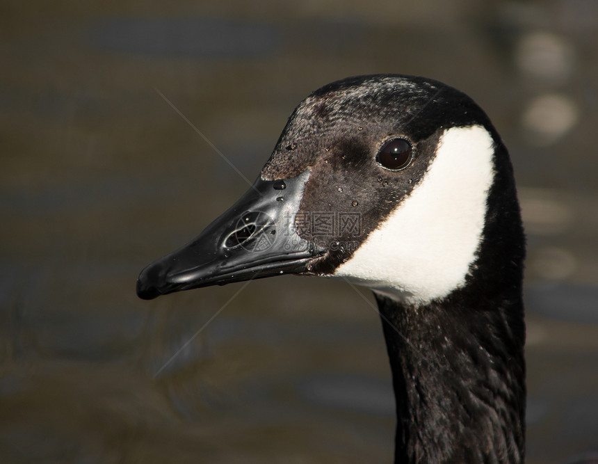 加拿大鹅水鸟黑白色海鸟眼睛羽毛水禽图片
