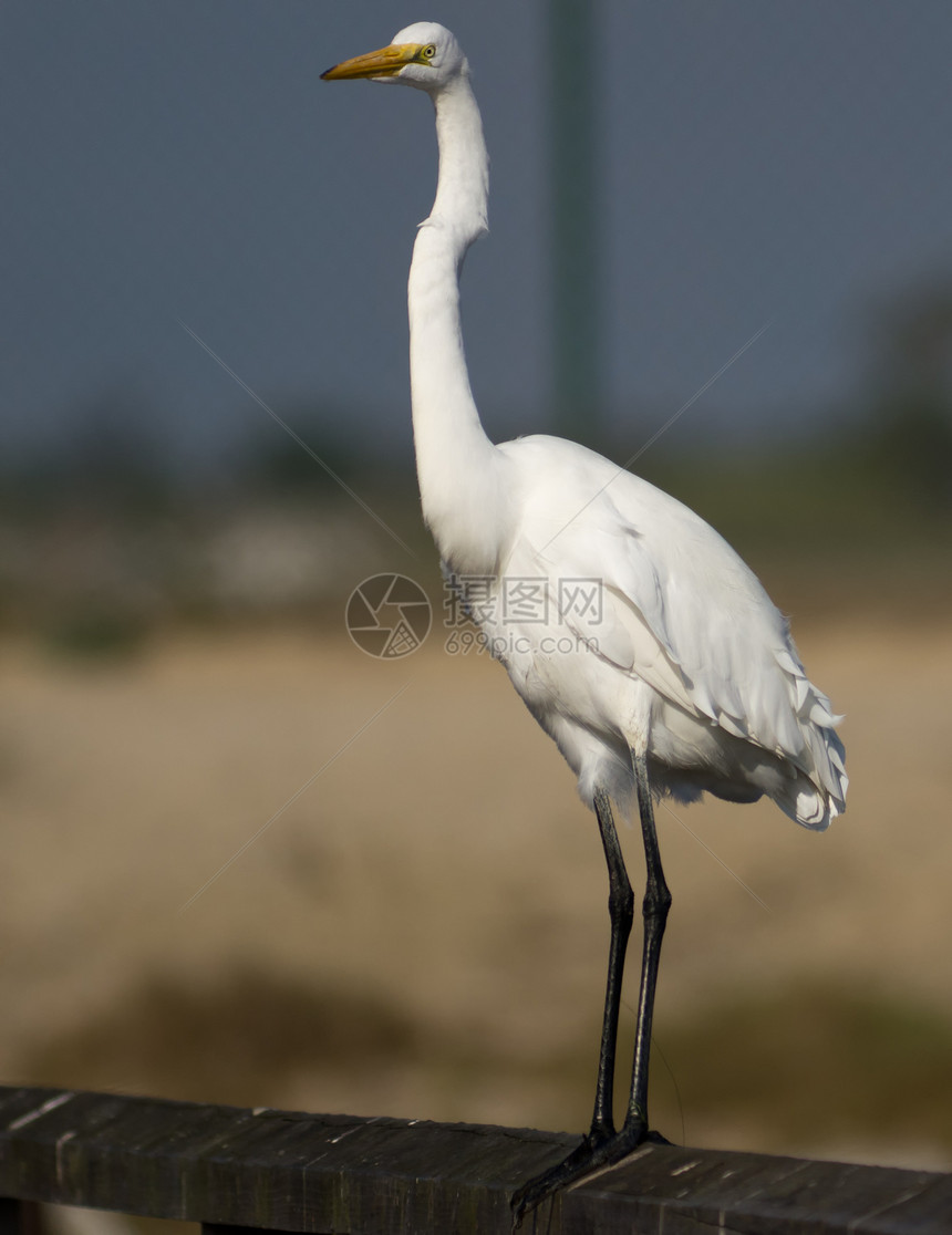 白色大白 Egret鸟类飞行羽毛苍鹭白鸟钓鱼航班白鹭图片