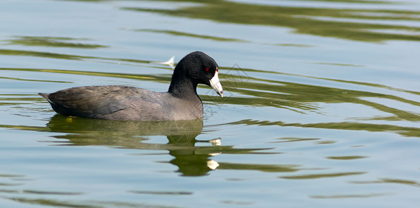 不知名的鸟美式美国Coot湿地鸟类白桦红眼睛水鸟黑鸟背景