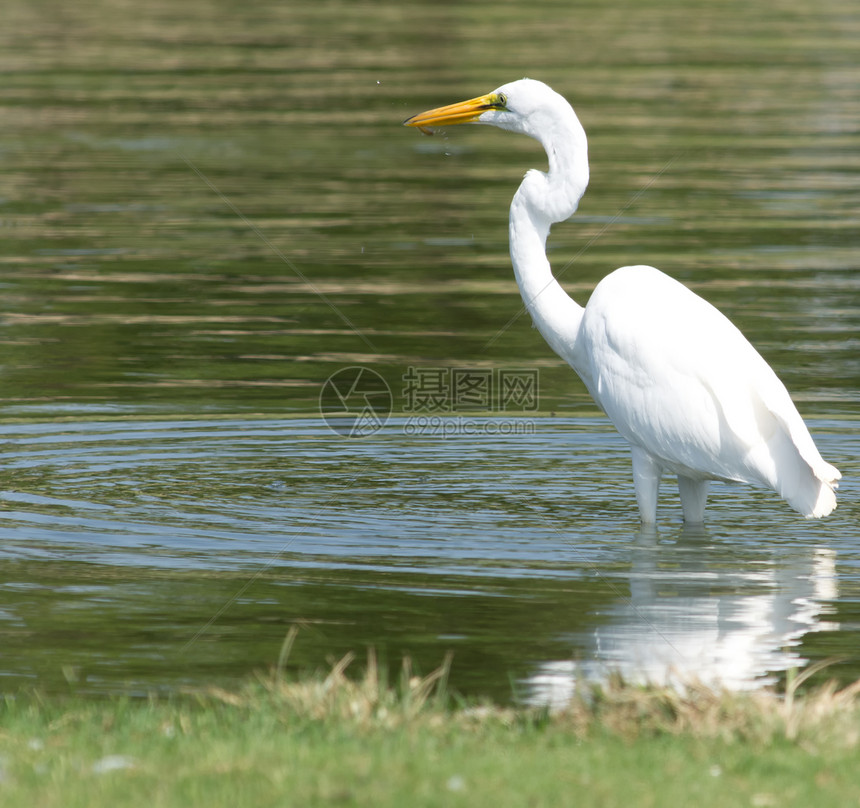 白色大白 Egret钓鱼羽毛白鸟苍鹭飞行白鹭鸟类航班图片