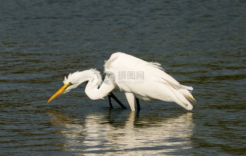 白色大白 Egret飞行羽毛白鹭钓鱼白鸟航班苍鹭鸟类图片