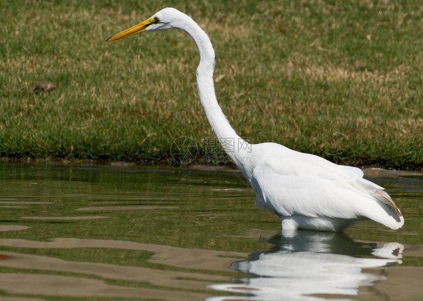 白色大白 Egret鸟类航班羽毛飞行白鸟白鹭苍鹭钓鱼图片