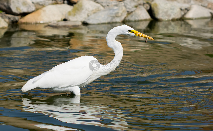 白色大白 Egret羽毛鸟类白鹭飞行白鸟钓鱼苍鹭航班图片