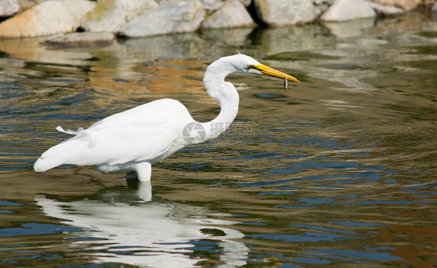 白色大白 Egret白鸟白鹭鸟类钓鱼航班飞行羽毛苍鹭图片
