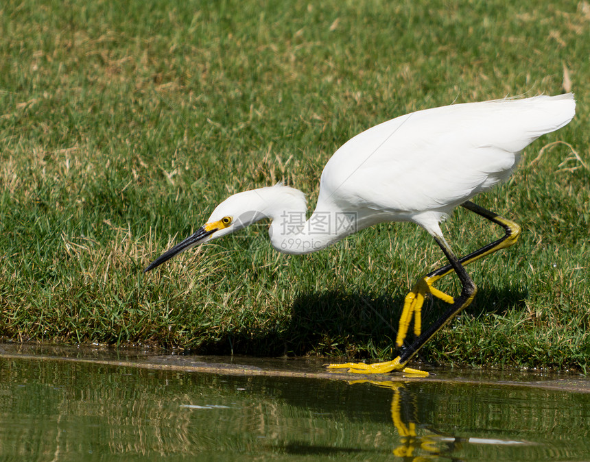 白色大白 Egret飞行钓鱼羽毛苍鹭白鸟白鹭航班鸟类图片