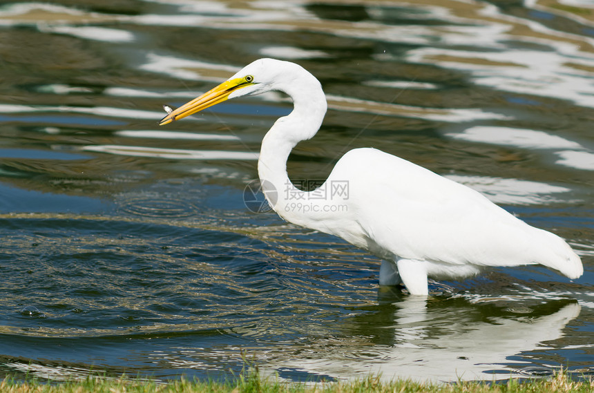 白色大白 Egret钓鱼苍鹭航班飞行羽毛白鸟白鹭鸟类图片