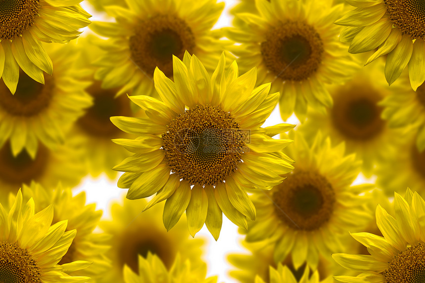 背景的向日葵无缝图像阳光植物群季节性季节洋甘菊橙子太阳黄色花瓣雏菊图片