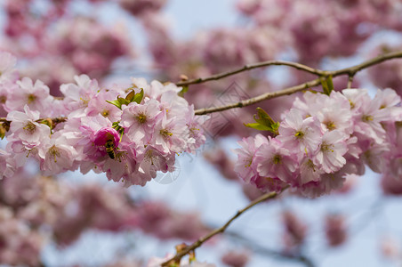 粉红花上的蜜蜂宏观粉色园艺红色植物背景图片