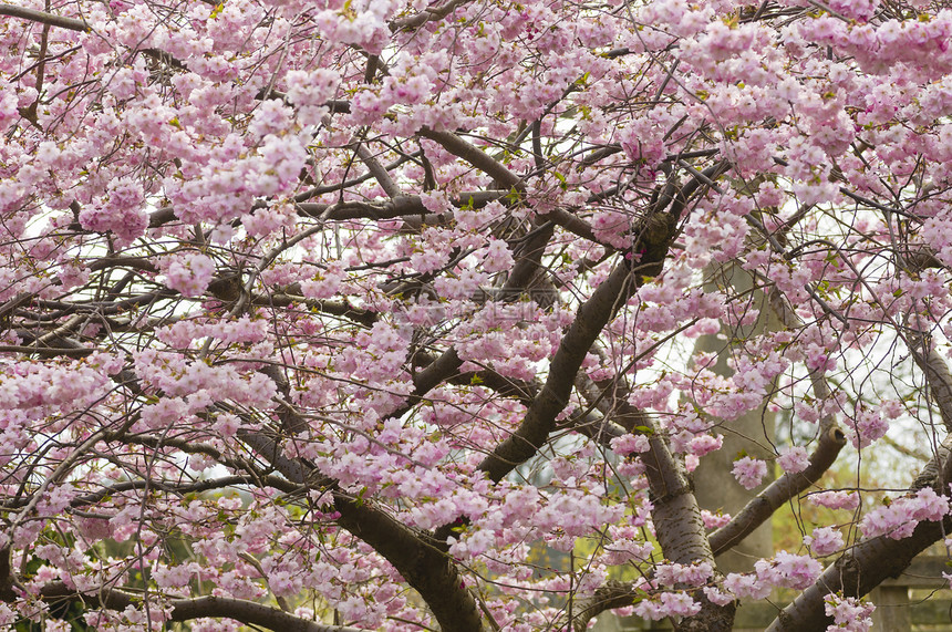 春天的樱桃树园艺植物宏观粉色红色图片
