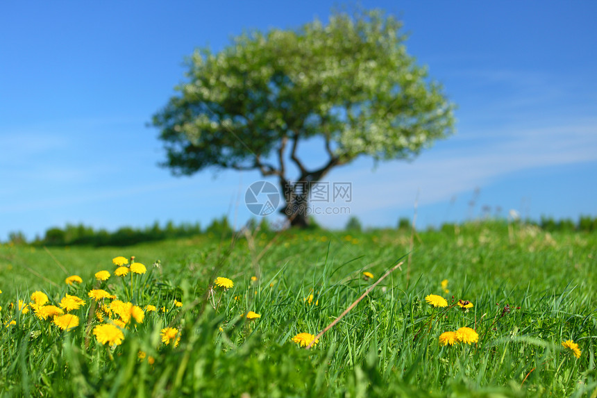 田野 树木和蓝天空力量橡木场地叶子生态地平线美丽农村孤独环境图片