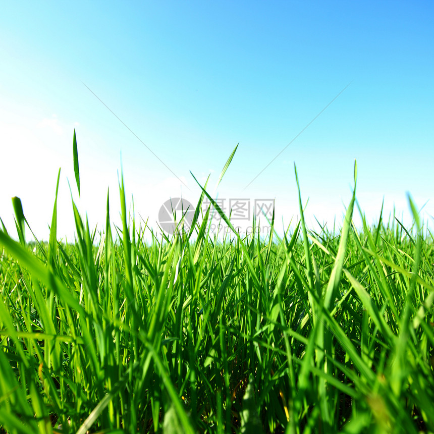 绿绿草场地远景太阳牧场蓝色天气地球地平线农业季节图片