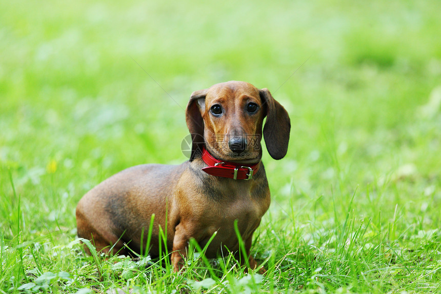 dachshund 混凝土红色棕色绿色牙齿宠物标签咀嚼照片水平打猎图片