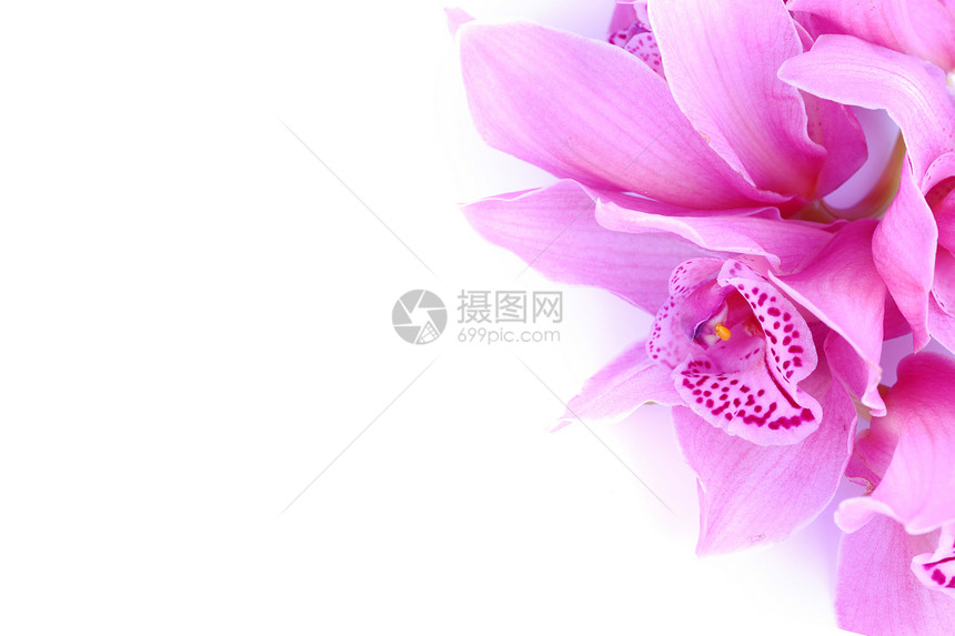 蓝色背景下美丽的粉红色兰花宏观问候语异国花瓣温泉装饰风格卡片植物群情调图片