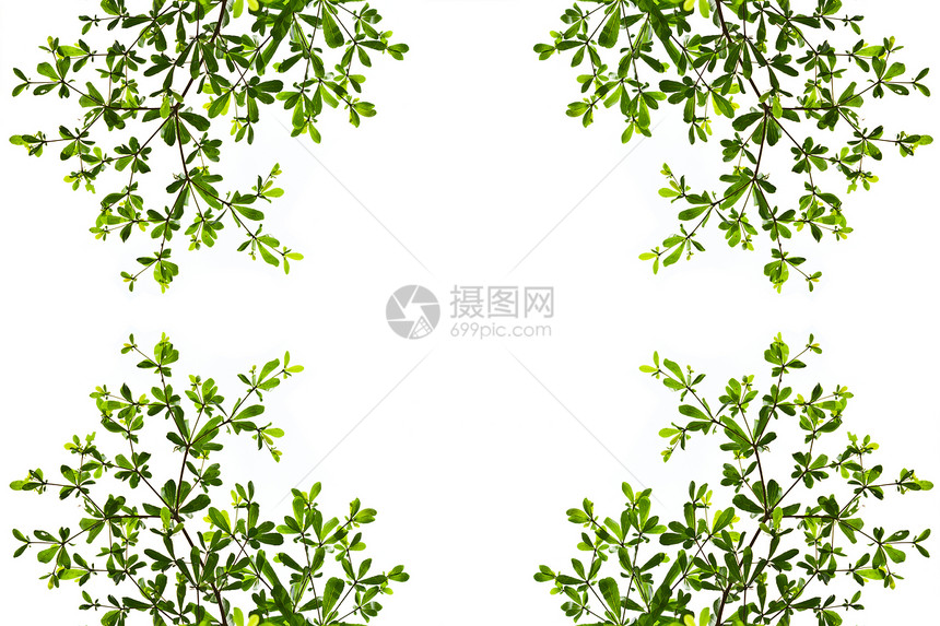 白背景上孤立的绿色休假花园植物群晴天植物学框架森林枝条叶子宏观太阳图片