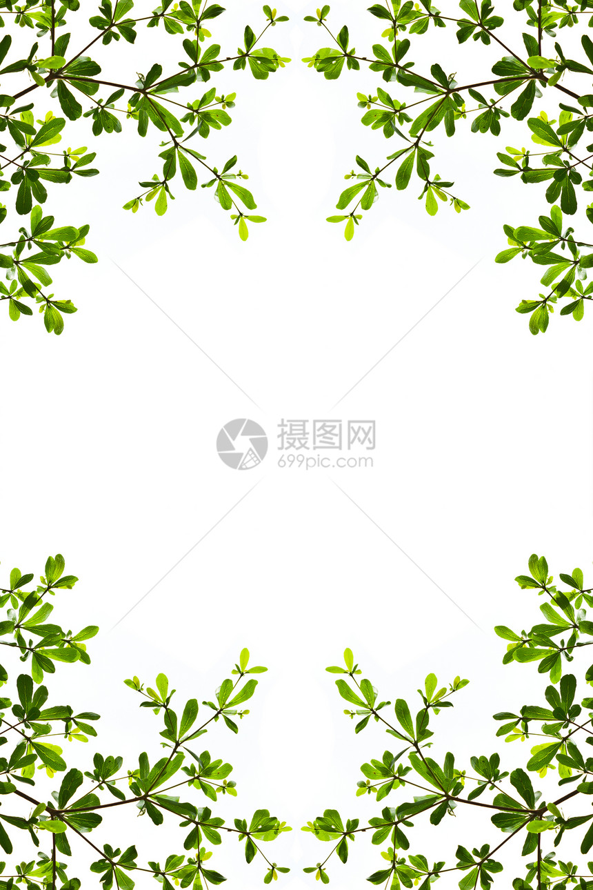 白色背景上孤立的绿叶阴影晴天叶子植物群枝条植物学生长框架花园公园图片