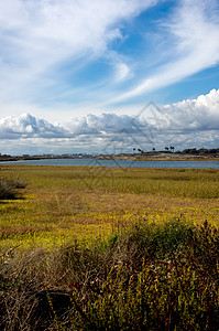 Bolsa Chica湿地鸟类芦苇野生动物多云河口背景图片