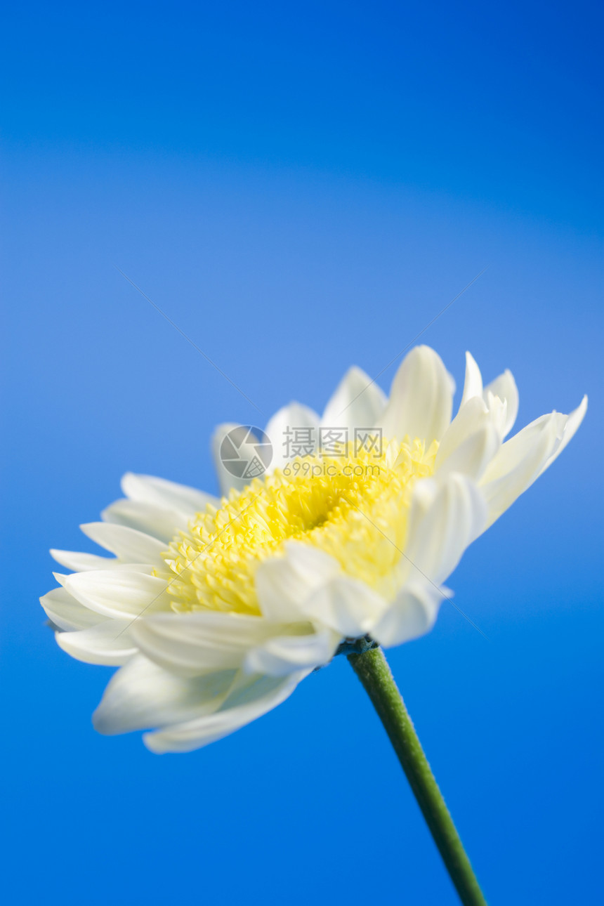 天空中的白菊花惊喜美丽环境蓝色植被花园装饰雏菊天堂生长图片
