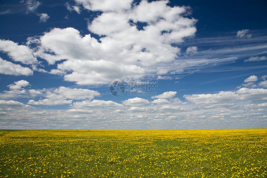 露天和蓝色天空的云朵地平线晴天农场生长植物群雏菊场地植物牧场场景图片