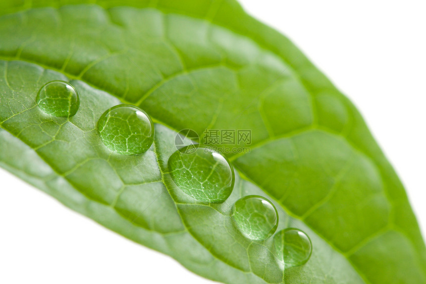 有滴水的叶子水分花园环境露珠水滴植被液体季节植物群生态图片