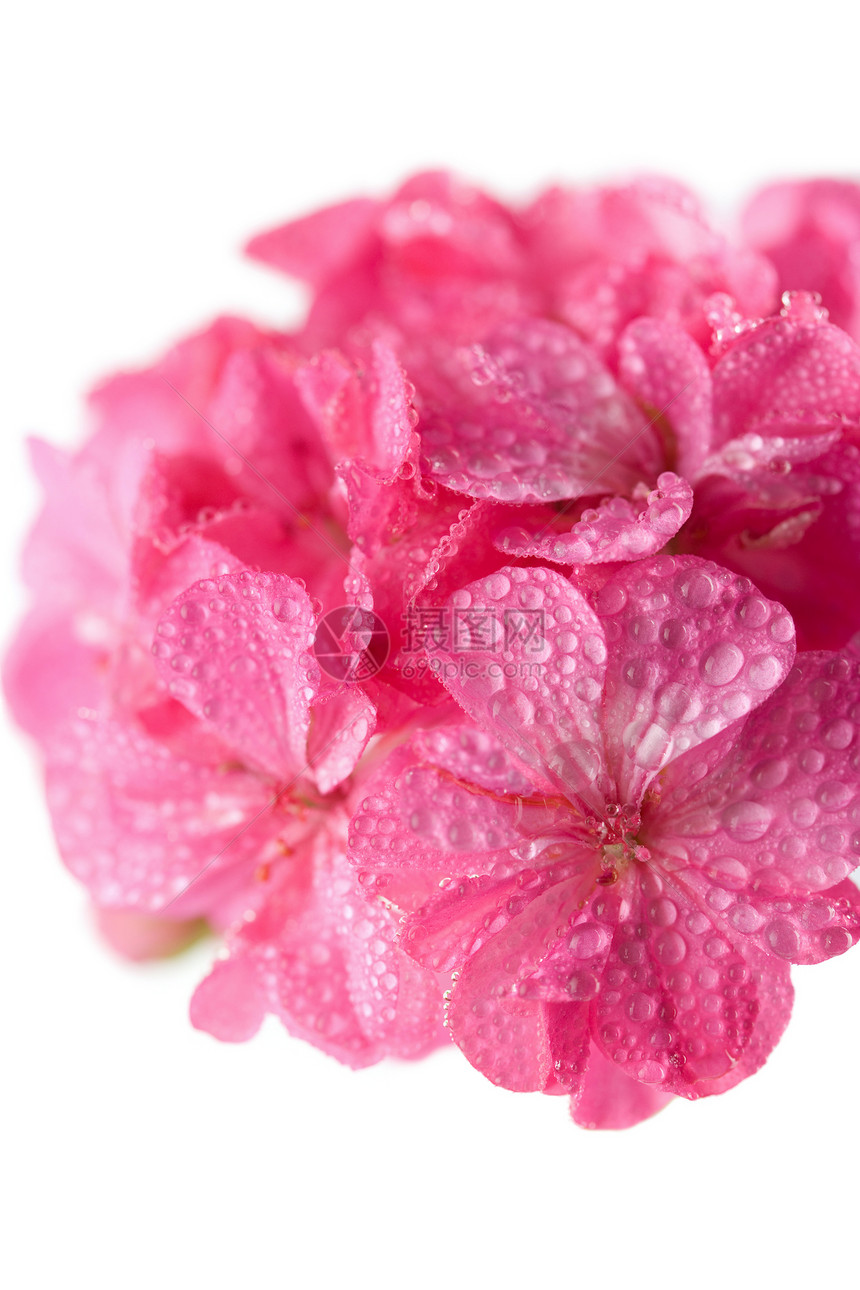粉红色花 与水滴隔绝图片