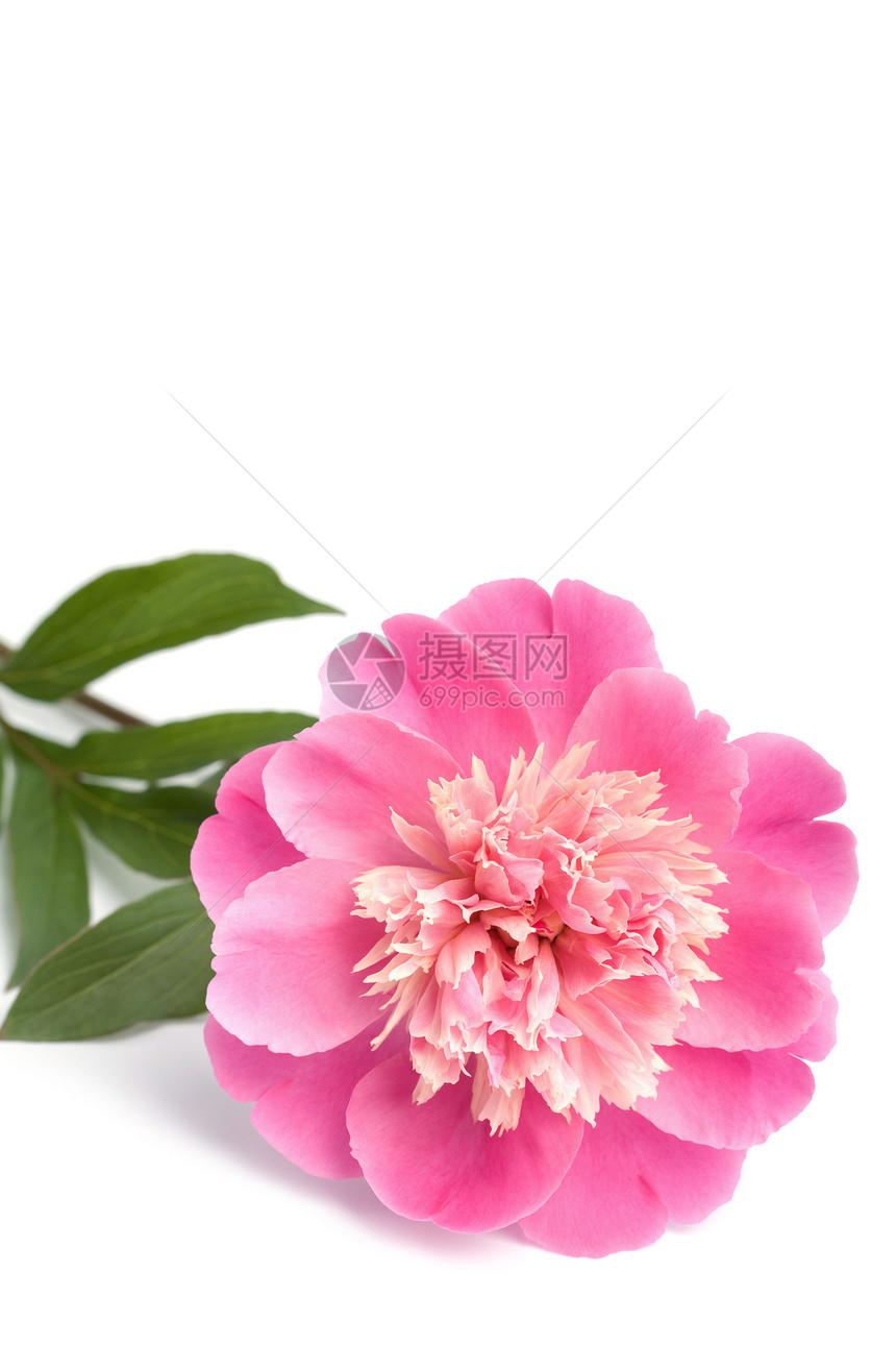孤立的粉红小马花调子生长植物群美丽花瓣植物牡丹礼物叶子庆典图片