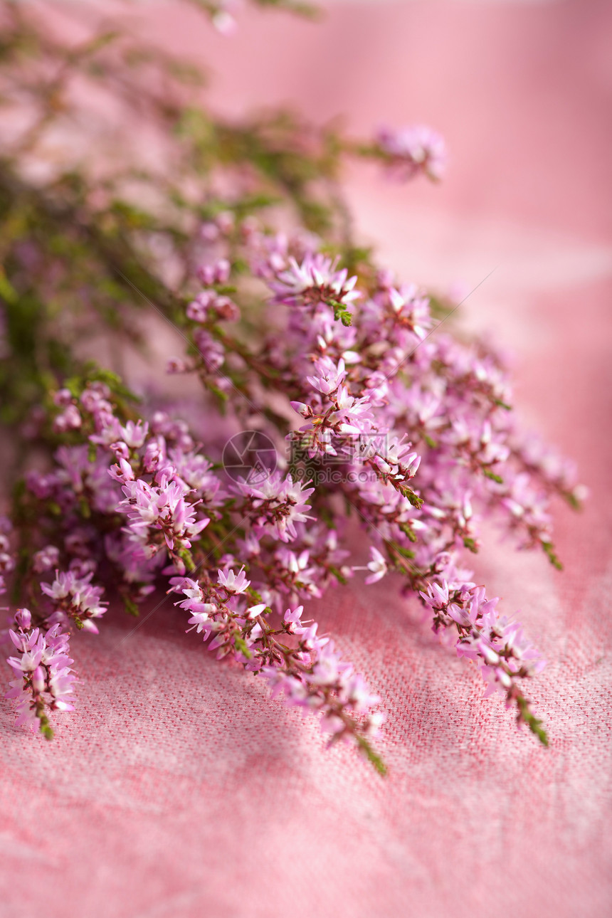 粉红色背景的羊花花束展示美丽花瓣花园环境生长投标纺织品材料植被图片