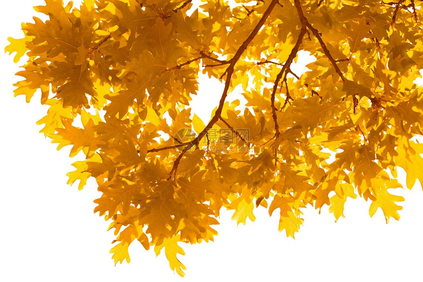 孤立的秋假框架叶子季节阳光植物群植物叶绿素边界环境生长生态图片