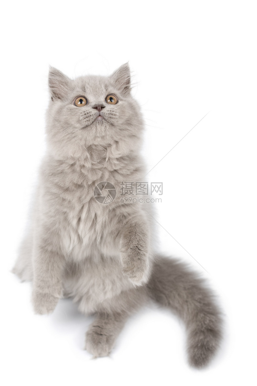 英国小猫站在它的爪子上 看着孤立无援动物猫科头发胡须朋友毛皮灰色尾巴蓝色友谊图片
