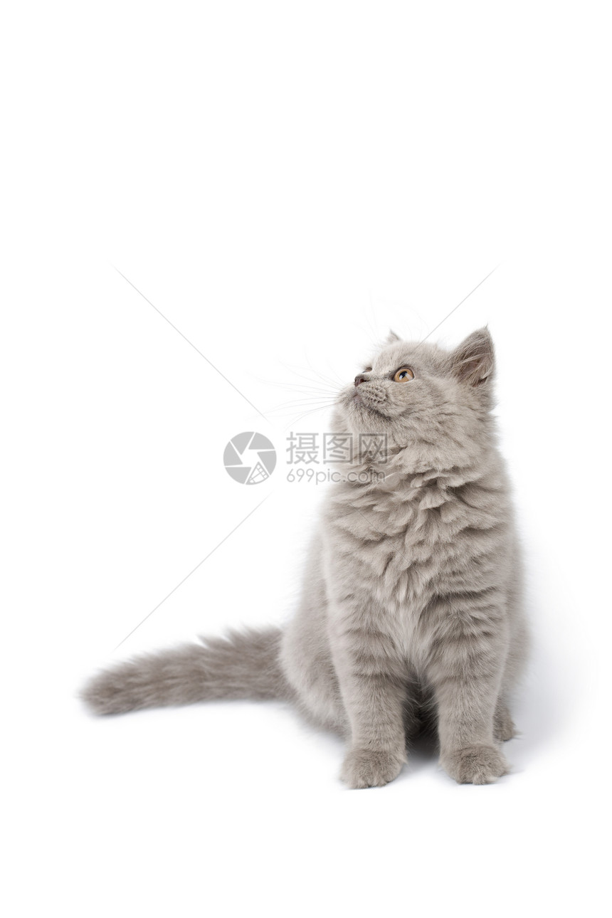 英国小猫寻找孤立的蓝色猫科宠物兽医爪子尾巴胡须灰色友谊朋友图片