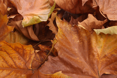 彩色秋叶植物树木梧桐飞机背景图片