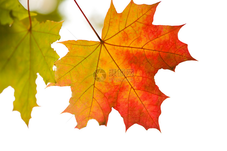 孤立的彩色秋叶叶绿素环境生长橙子叶子植被植物群框架森林植物图片