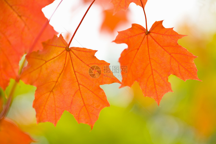 彩色秋叶植物森林橙子生长季节生态植被环境静脉叶绿素图片