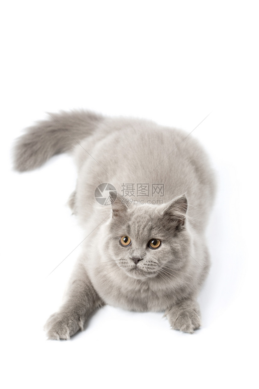 孤立的英国可爱小猫猫咪友谊胡须头发眼睛尾巴朋友毛皮猫科动物宠物图片