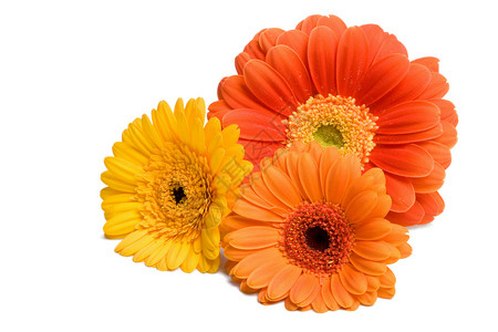 3个迪米花瓣生长花园格柏植被雏菊叶子植物橙子花束背景图片