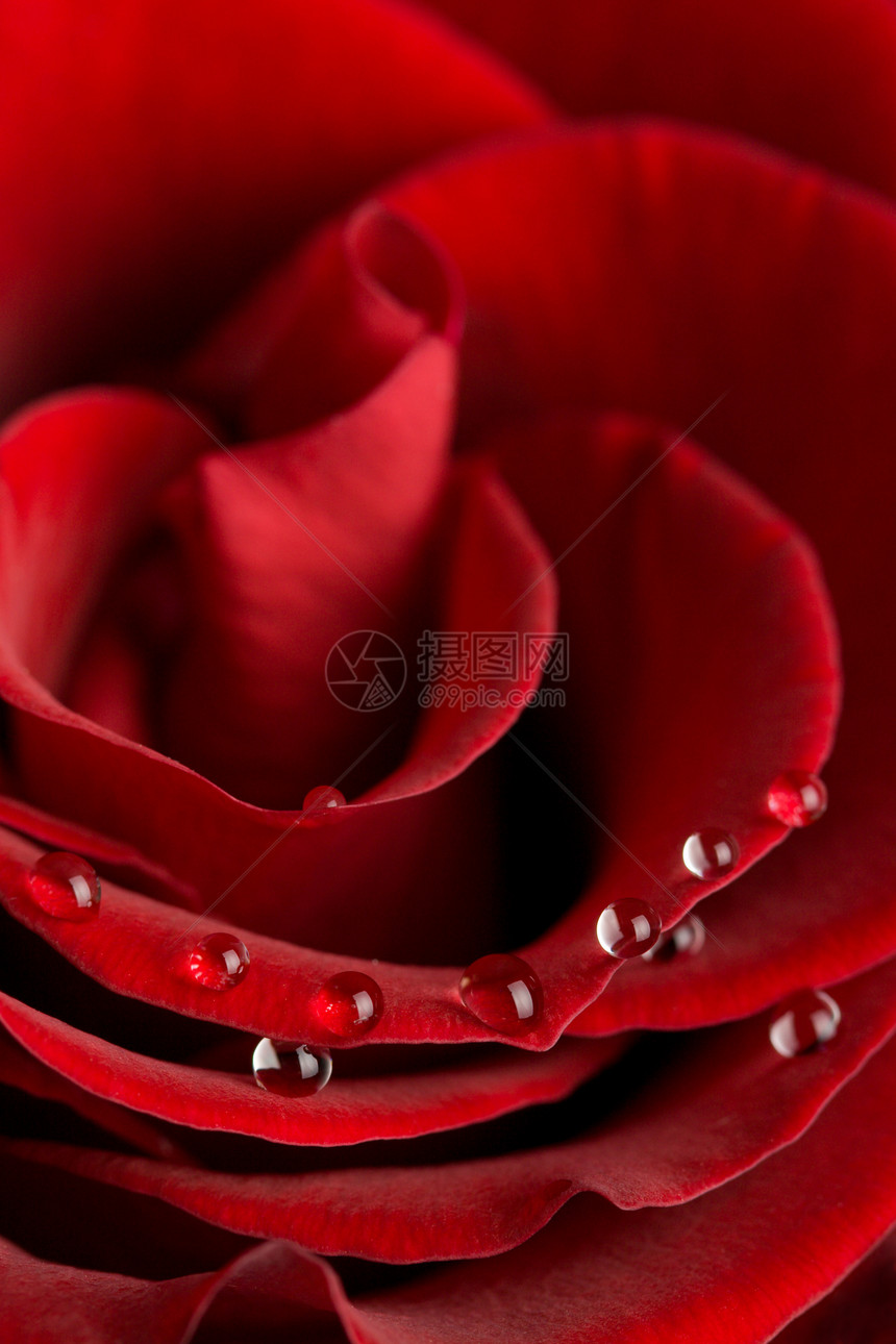 玫瑰花瓣的宏图片