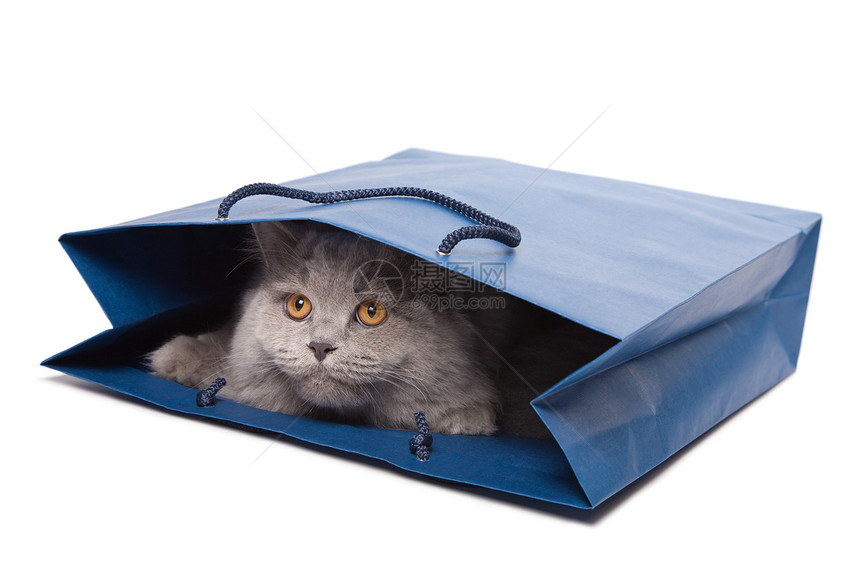 蓝色袋中可爱的英国小猫图片