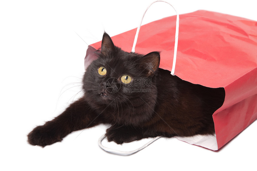 红袋中的黑猫宠物胡须说谎毛皮展示猫科动物工作室手表朋友兽医图片