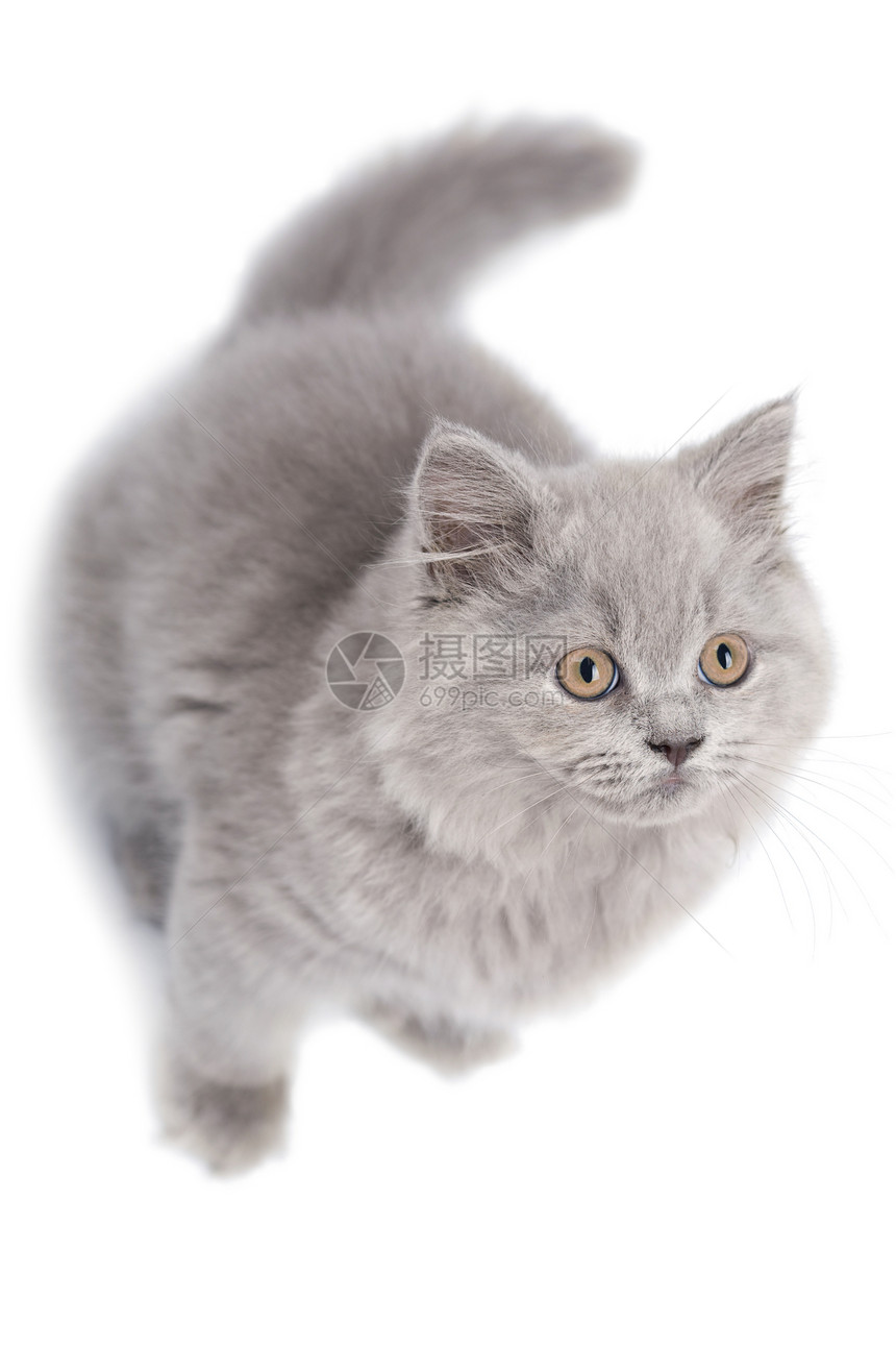 寻找孤立的英国可爱小猫猫咪工作室胡须宠物头发尾巴爪子兽医猫科动物朋友图片