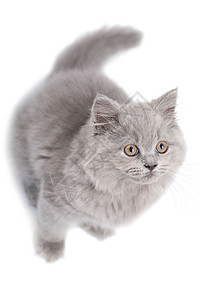 寻找孤立的英国可爱小猫猫咪工作室胡须宠物头发尾巴爪子兽医猫科动物朋友背景图片