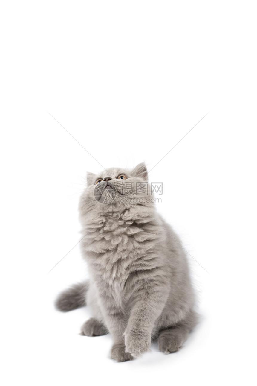 寻找孤立的英国可爱小猫头发胡须毛皮猫咪兽医工作室友谊猫科动物宠物尾巴图片