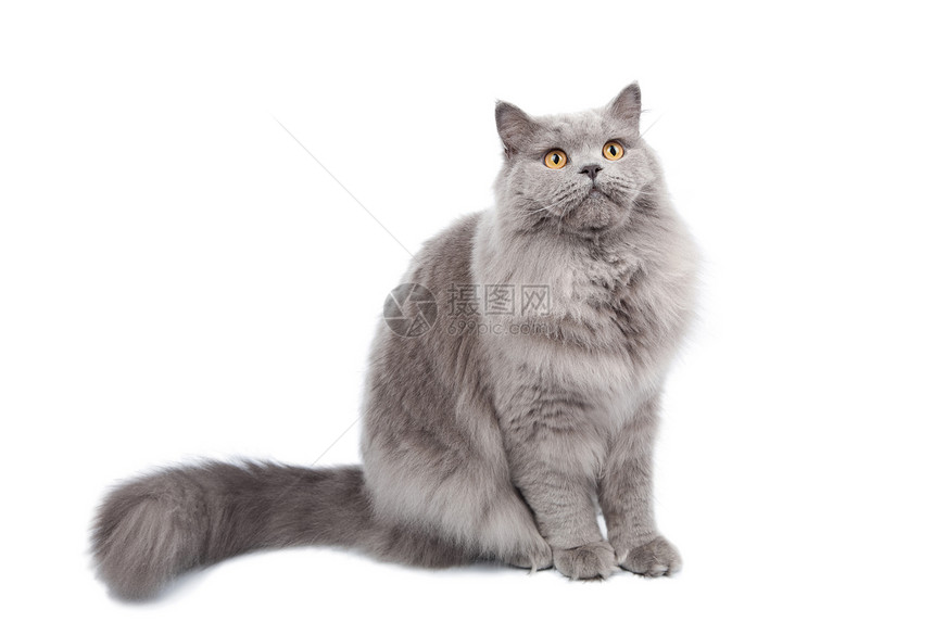 英国猫寻找孤立的黄色爪子朋友毛皮头发小猫猫科蓝色尾巴动物图片