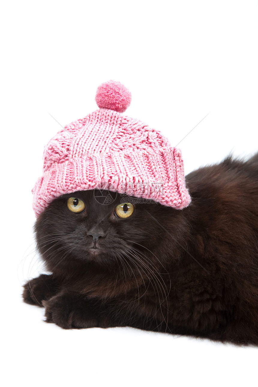 穿着粉红色帽子的可爱黑猫图片