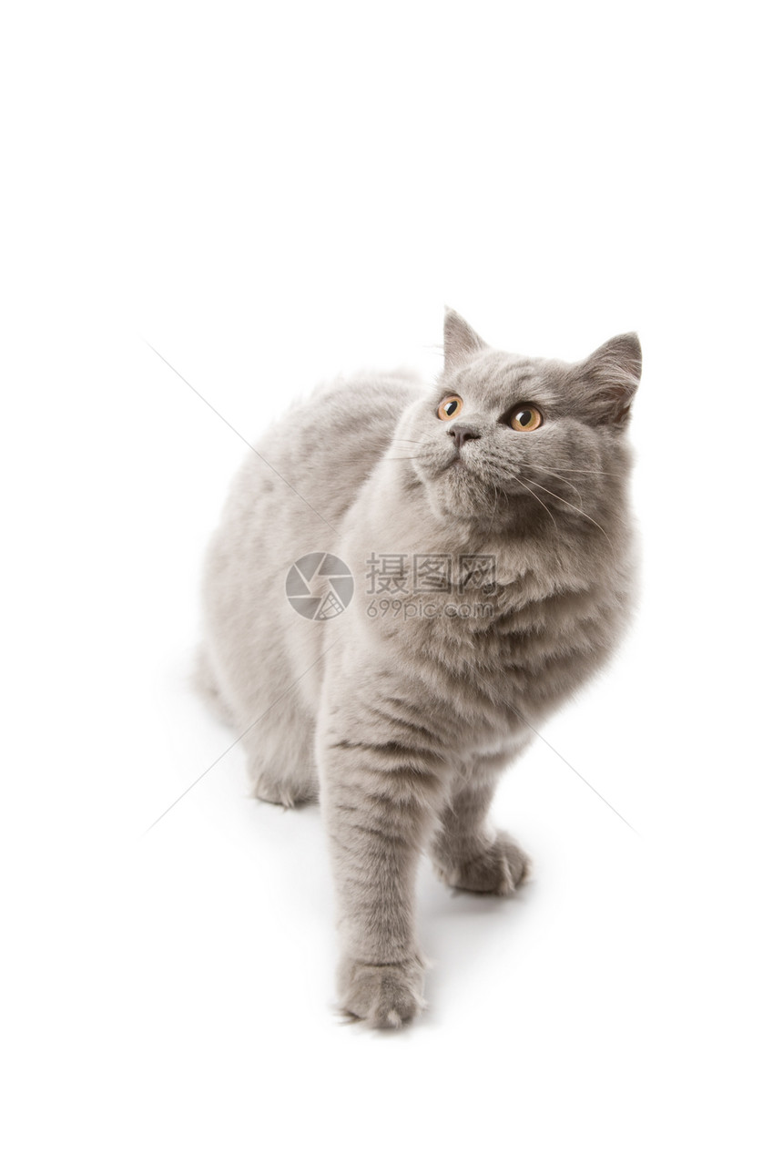 寻找孤立的英国可爱小猫猫咪兽医爪子尾巴工作室友谊头发猫科动物胡须朋友图片