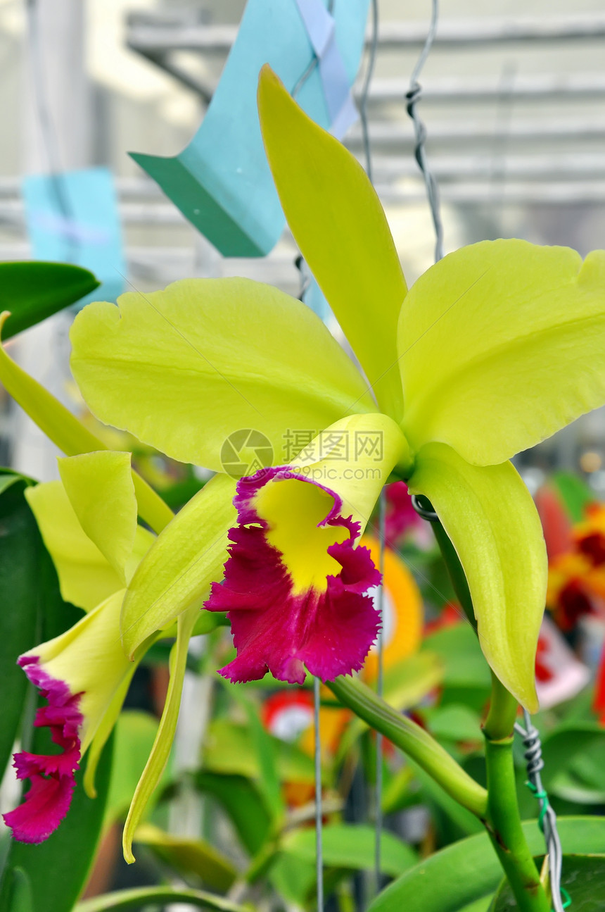 黄兰花脆弱性花束植物群风格花园礼物异国叶子植物学兰花图片