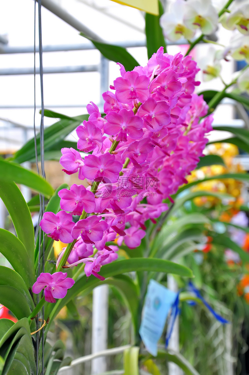紫兰花装饰花瓣花束生长异国热带风格植物学植物群美丽图片