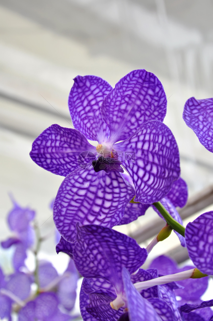 紫兰花礼物热带花瓣装饰生长花园情调花束美丽脆弱性图片