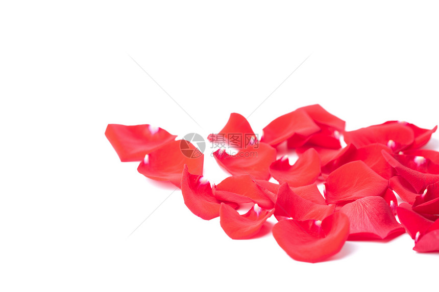 孤立的红玫瑰花瓣玫瑰植物投标季节性红色生长植物群庆典温泉宏观图片