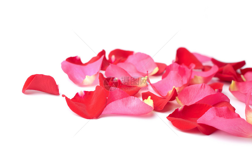 孤立的红玫瑰花瓣和红玫瑰花瓣粉色美丽庆典玫瑰红色植物生长温泉植物群投标图片
