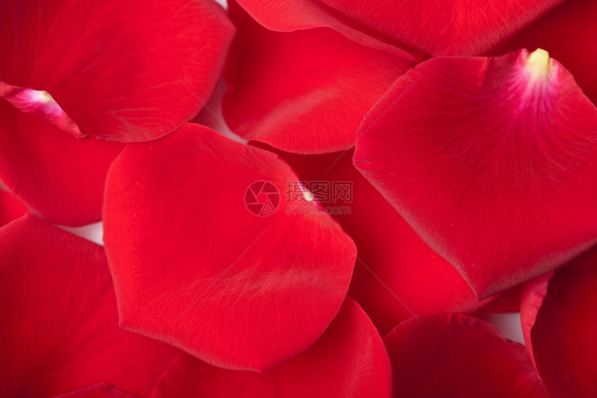 红玫瑰花瓣背景玫瑰植物群美丽红色温泉生长植物植被宏观庆典图片
